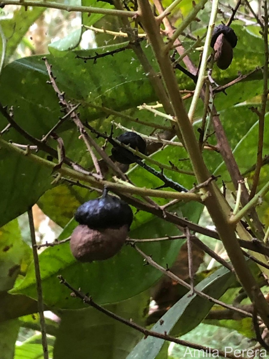 Semecarpus moonii Thwaites